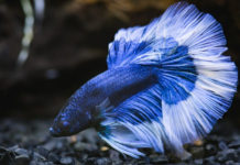 How to Care for the Rarest Multicolor Female Betta Fish?