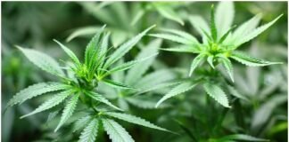 How Long Can You Use A Single Batch Of THC-O? THC-O