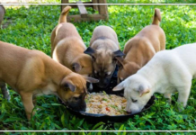 How To Buy The Best Pet Products: A Step-By-Step Guide