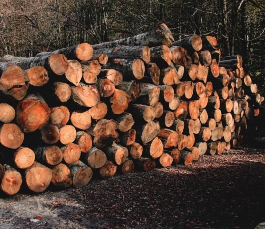 What Does an Arborist Do?