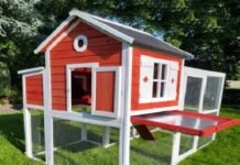 How to Buy Chicken Coop Boxes Online?