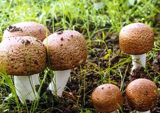 Introducing the Healing Benefits of Agaricus Blazei Mushroom