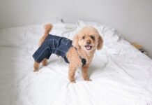 Protect Your Pup: A Guide To Choosing Dog-Friendly Detergents